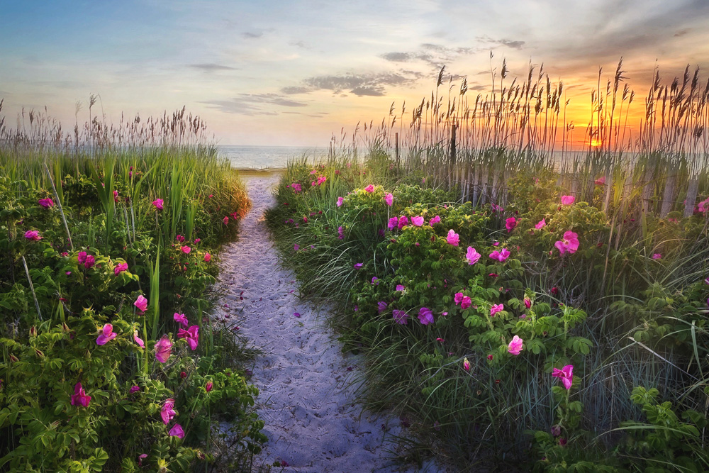 Cape Cod